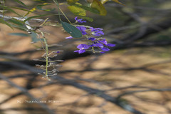 Bolusanthus speciosus